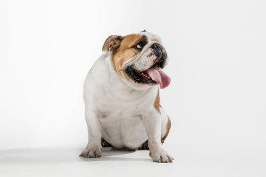 Beyaz stüdyo arka planında izole edilmiş İngiliz bulldog portresi.