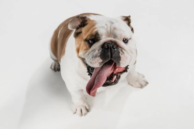 Beyaz arka planda izole edilmiş İngiliz bulldog 'unun yakın plan portresi.