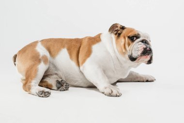 Beyaz stüdyo arka planında izole edilmiş İngiliz bulldog portresi.