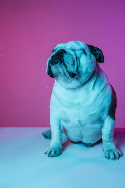 Portret van Engelse bulldog geïsoleerd over gradiënt roze blauwe achtergrond in neon — Stockfoto