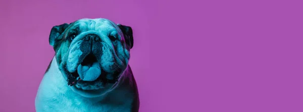 Retrato de bulldog Inglês isolado sobre gradiente fundo rosa em néon — Fotografia de Stock