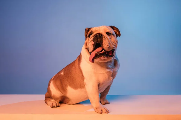 Vit och brun engelska bulldog isolerad över lutning blå bakgrund i neon — Stockfoto