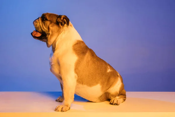 Vit och brun engelska bulldog isolerad över lutning blå bakgrund i neon — Stockfoto