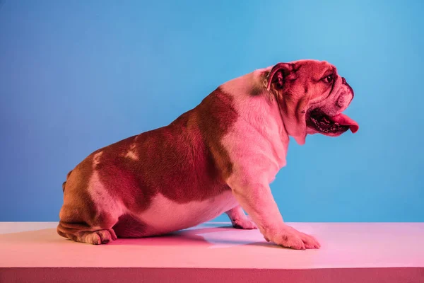 Witte en bruine Engelse bulldog geïsoleerd over gradiënt blauwe achtergrond in neon — Stockfoto