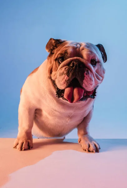 Witte en bruine Engelse bulldog geïsoleerd over gradiënt blauwe achtergrond in neon — Stockfoto