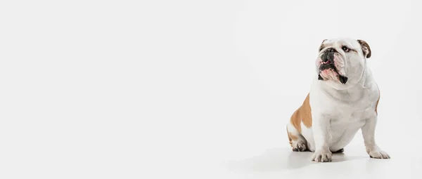 Porträtt av engelsk bulldog isolerad över vit bakgrund. Flygblad — Stockfoto