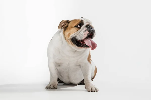 Portret van Engelse bulldog geïsoleerd over witte studio achtergrond. — Stockfoto