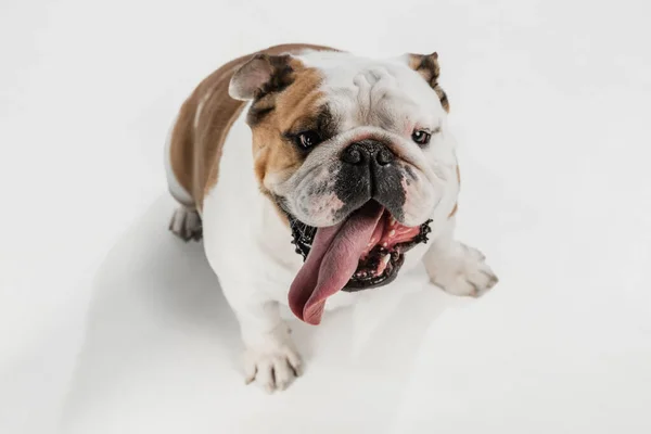 Närbild porträtt av engelska bulldog isolerad över vit bakgrund. — Stockfoto