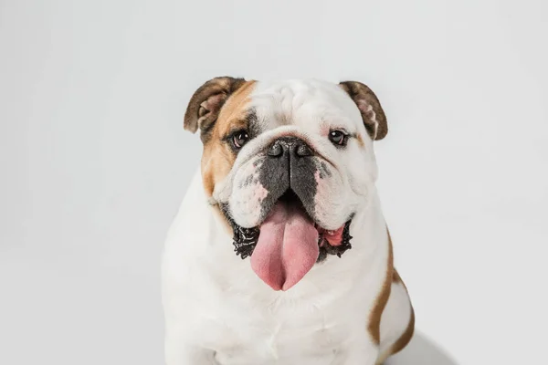 Close-up portret van Engelse bulldog geïsoleerd over witte achtergrond. — Stockfoto