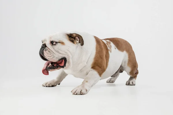 Portret van Engelse bulldog geïsoleerd over witte studio achtergrond. — Stockfoto