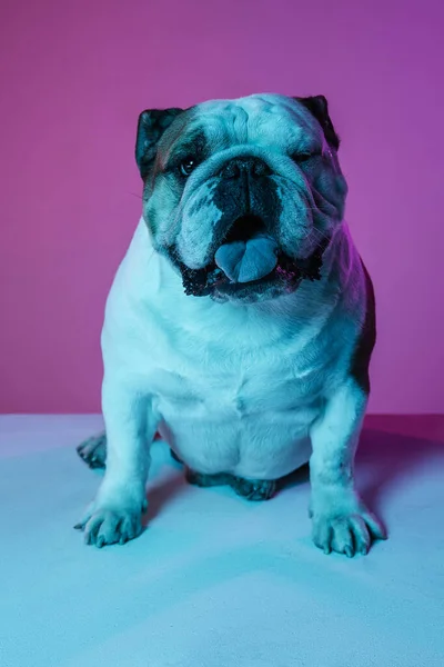 Retrato de bulldog inglés aislado sobre gradiente rosa fondo azul en neón — Foto de Stock