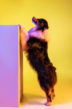 Tatlı bir Avustralyalı çoban köpeği neon renkli arka planda tek başına duruyor..