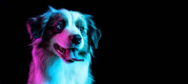 Avustralya çoban köpeğinin portresi neon renkli arka planda izole edilmiş..