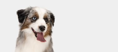 Avustralyalı çoban köpeğinin beyaz arka plan üzerinde izole edilmiş pozu..