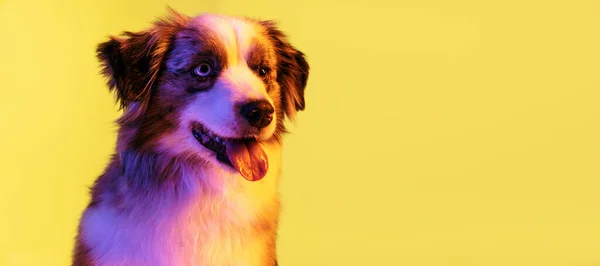 Close-up Australian Shepherd dog isolated over gradient background in neon. — Stock Photo, Image