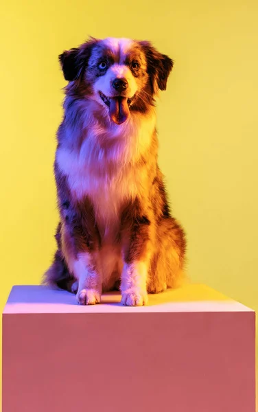 Portret van Australische herder hond geïsoleerd over gradiënt achtergrond in neon. — Stockfoto