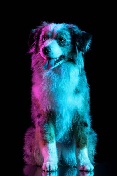 Retrato de perro pastor australiano aislado sobre fondo degradado en neón. — Foto de Stock