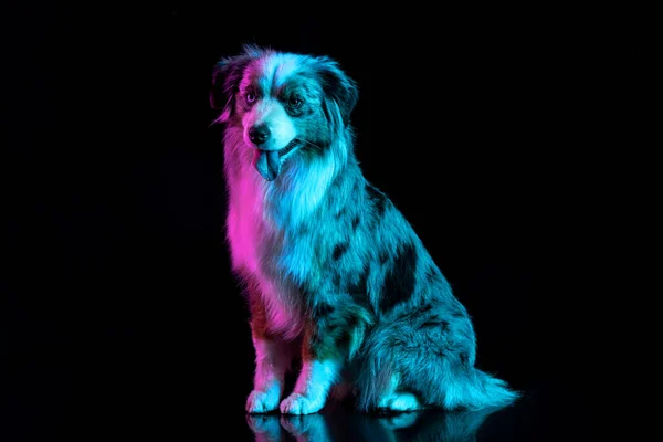 Portrait de chien berger australien isolé sur fond de gradient au néon. — Photo