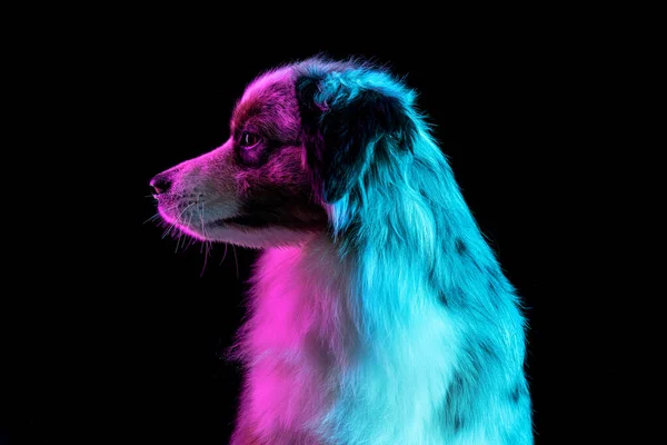 霓虹灯下超梯度背景分离的澳大利亚牧羊犬的肖像. — 图库照片