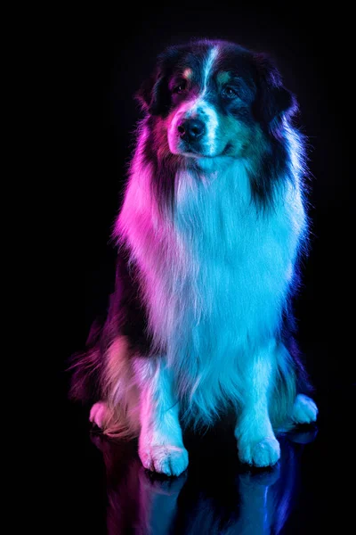 Portrait of Australian Shepherd dog isolated over gradient background in neon. — Stock Photo, Image