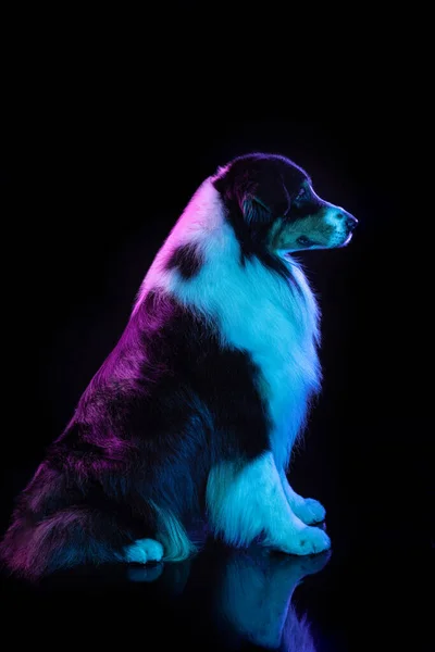 Portrait of Australian Shepherd dog isolated over gradient background in neon. — Stock Photo, Image