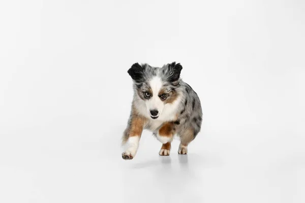 하얀 배경에 고립되어 있는 행복 한 오스트 레일리 아산 셰퍼드 개. — 스톡 사진