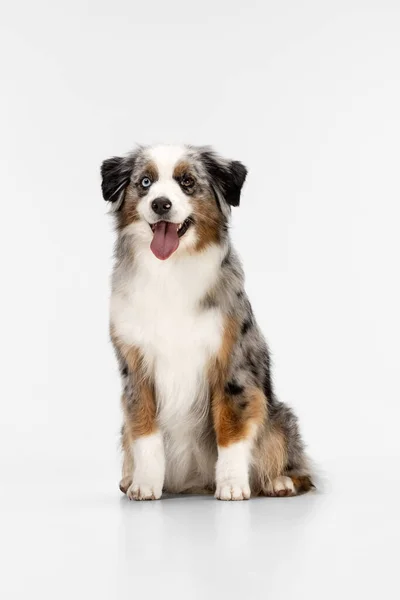 Portret van Australische herder hond poseren geïsoleerd over witte achtergrond. — Stockfoto