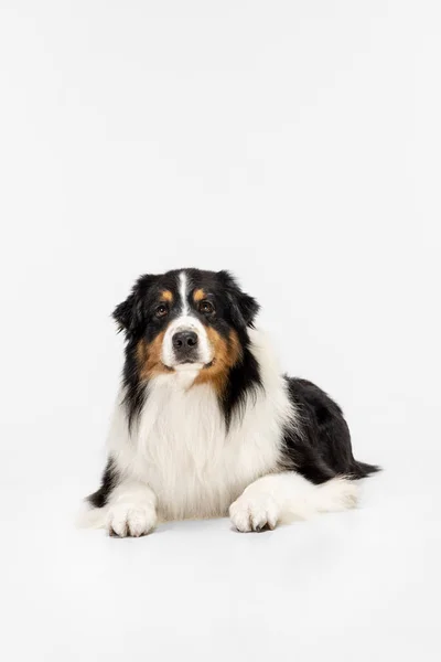 Porträtt av Australian Shepherd hund poserar isolerad över vit bakgrund. — Stockfoto