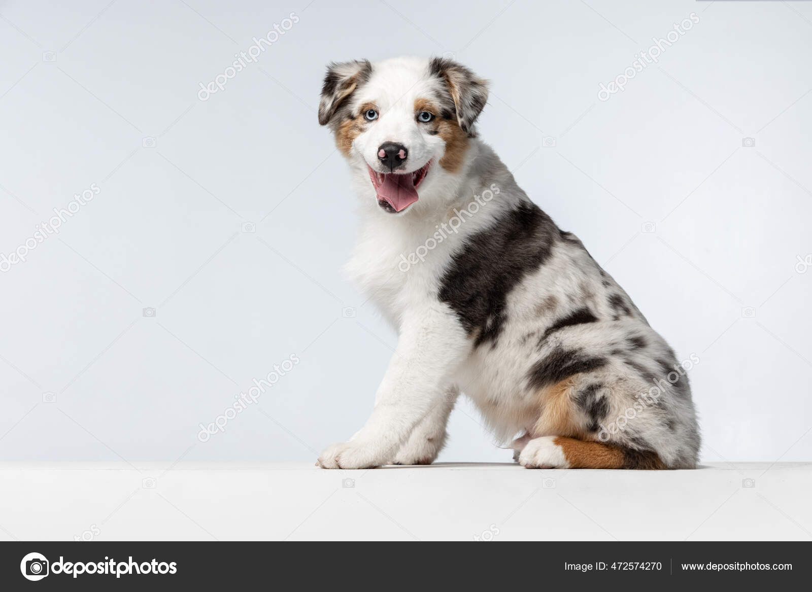 Side view Australian Shepherd dog isolated over white background. White