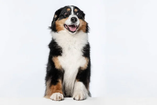 Porträtt av Australian Shepherd hund poserar isolerad över vit bakgrund. — Stockfoto