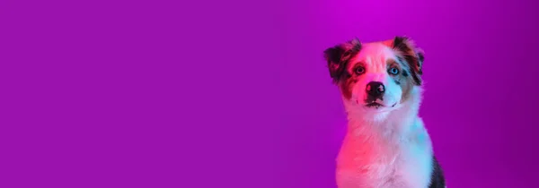 Närbild Australian Shepherd hund isolerad över lila bakgrund i neon ljus — Stockfoto