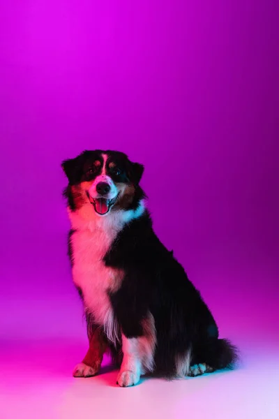 Portrait of big purebred dog, Australian Shepherd isolated over purple background in neon light — Stock Photo, Image