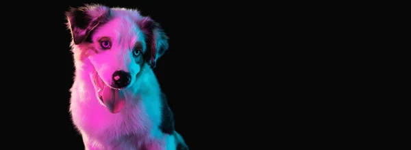 Close-up Ausztrál juhászkutya elszigetelt sötét háttér neon fény — Stock Fotó