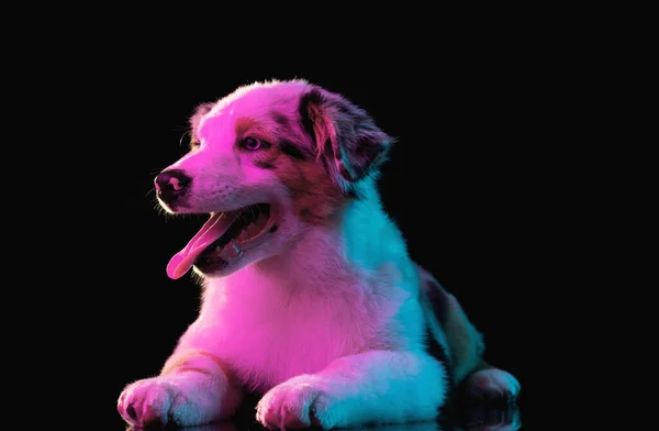 Närbild Australian Shepherd hund isolerad över mörk bakgrund i neon ljus — Stockfoto