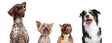 Beyaz stüdyo arka planında izole edilmiş dört farklı safkan köpek oturuyor. Kolaj