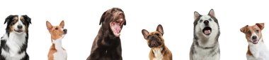 Beyaz stüdyo arka planında izole edilmiş altı farklı safkan köpekten oluşan bir grup. Kolaj