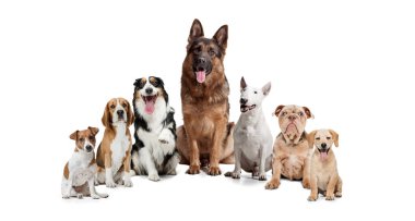 Beyaz stüdyo arka planında izole bir şekilde oturan bir grup farklı safkan köpek. Kolaj