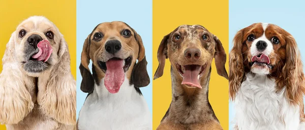 Κοντινό πλάνο σκυλιά πορτρέτο απομονώνονται πάνω από πολύχρωμα φόντο. Μπλε και κίτρινο. Κολάζ — Φωτογραφία Αρχείου