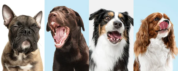 Κοντινό πλάνο σκυλιά πορτρέτο απομονώνονται πάνω από πολύχρωμα φόντο. Κολάζ — Φωτογραφία Αρχείου