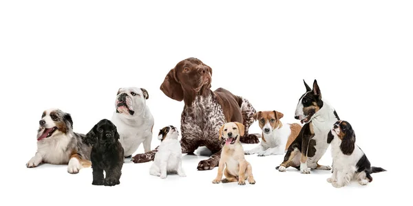 Group of different purebred dogs isolated over white studio background. Collage — Stock Photo, Image