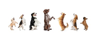 Beyaz stüdyo arka planında izole bir şekilde oturan bir grup farklı safkan köpek. Kolaj