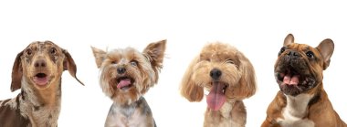 Beyaz stüdyo arka planında izole edilmiş dört farklı safkan köpek oturuyor. Kolaj