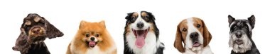 Beyaz stüdyo arka planında izole edilmiş kameraya bakan beş farklı safkan köpekten oluşan bir grup. Kolaj