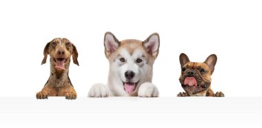 Beyaz stüdyo arka planında izole edilmiş üç güzel safkan köpek. Kolaj