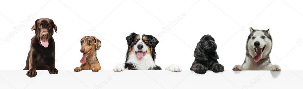 Group of five different purebred dogs sitting isolated over white studio background. Collage