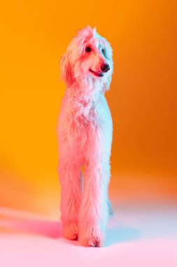 Büyük güzel Afgan köpeğinin portresi. Sarı arka planda, neon ışıkta izole edilmiş şekilde duruyor..