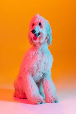 Büyük güzel Afgan köpeğinin portresi. Sarı arka planda, neon ışıkta izole edilmiş şekilde duruyor..