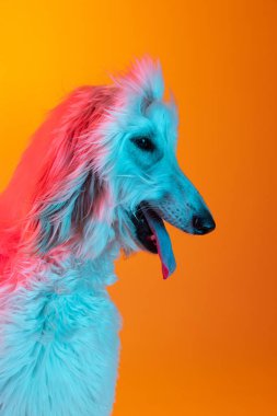 Yakın plan güzel Afgan köpeği sarı arka planda izole edilmiş bir şekilde neon ışıkta poz veriyor..