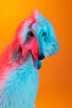 Yakın plan güzel Afgan köpeği sarı arka planda izole edilmiş bir şekilde neon ışıkta poz veriyor..