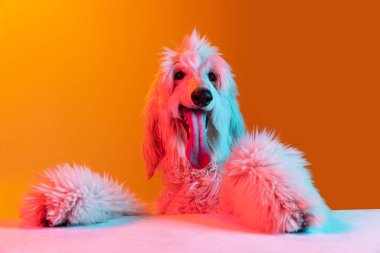 Yakın plan güzel Afgan köpeği sarı arka planda izole edilmiş bir şekilde neon ışıkta poz veriyor..